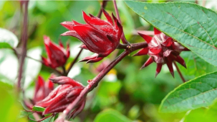 La flor de jamaica tiene múltiples propiedades para la salud.(UNAM)