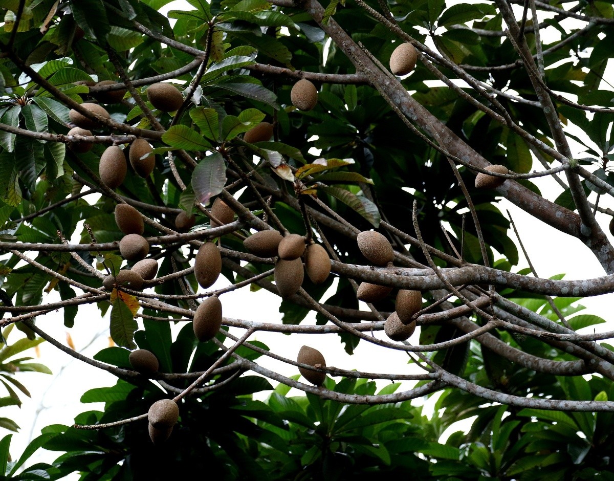 ¿Te gusta el mamey? Compartimos algunos de sus beneficios y si no lo