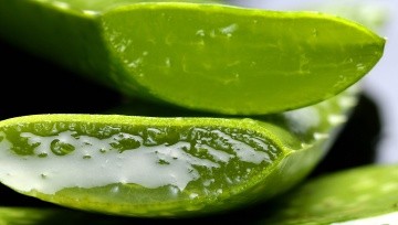 Jugo De Aloe Vera Descubre 4 Grandes Beneficios De Esta Bebida Y Como Prepararlo Mundo Sano Noticias E Informacion Para Un Estilo De Vida Saludable