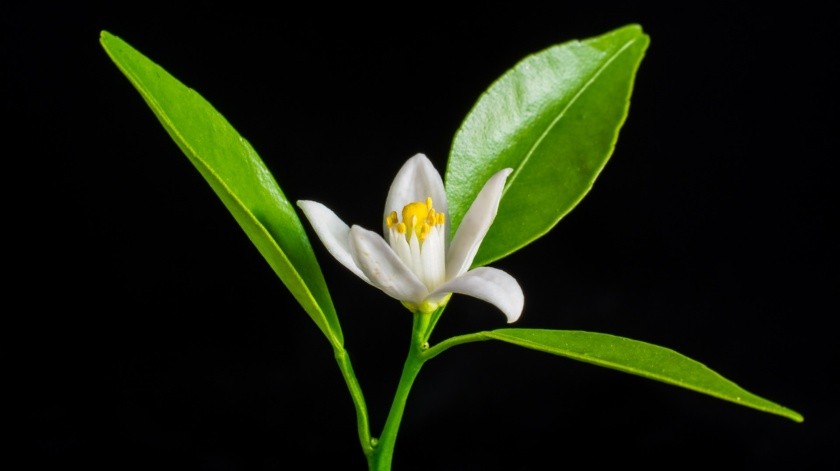 La flor de azahar mide de 2 a 4 metros de altura. Las hojas son anchas y con un soporte corto Lo pueden encontrar en climas cálido, semicálido, semiseco y templado.(Pixabay.)