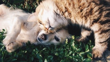 Consejos para evitar que tu perro o gato se vuelva obeso