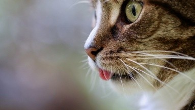 Mujer amamanta a un gato en un avión: la insólita historia que se volvió viral en redes