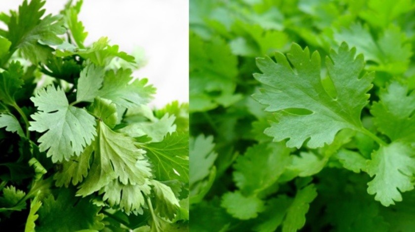 El cilantro y el perejil se diferencian por su sabor.(Pixabay.)