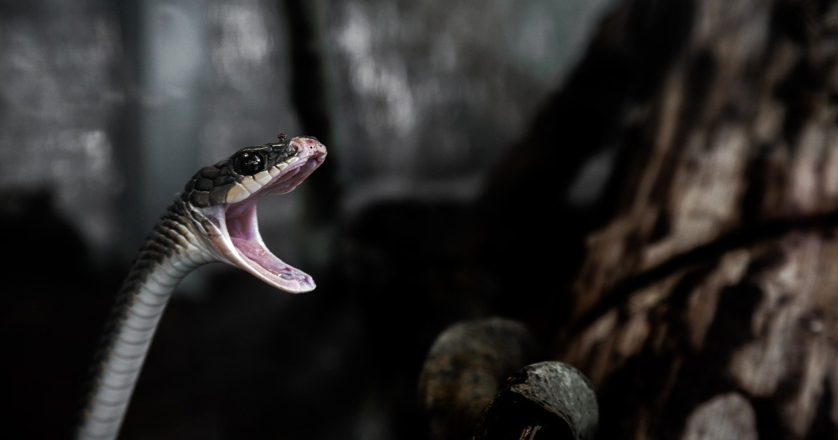 Niña de 2 años es mordida por una serpiente; ella le devuelve el mordisco para defenderse