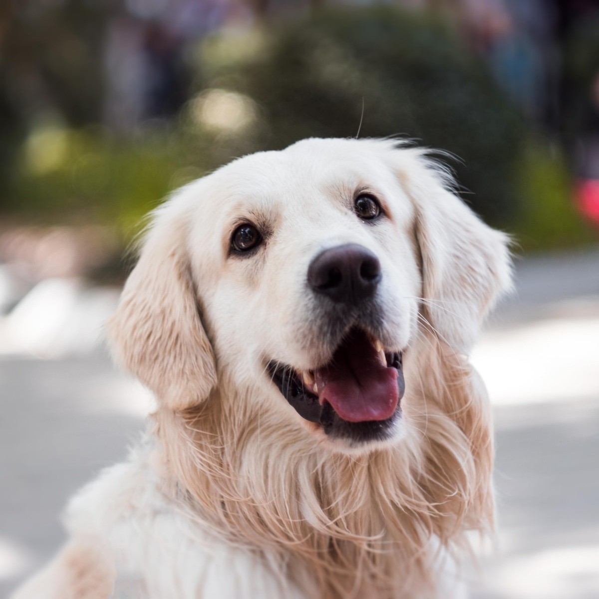 Guau, qué ternura: los perros también lloran de emoción - Digital Trends  Español