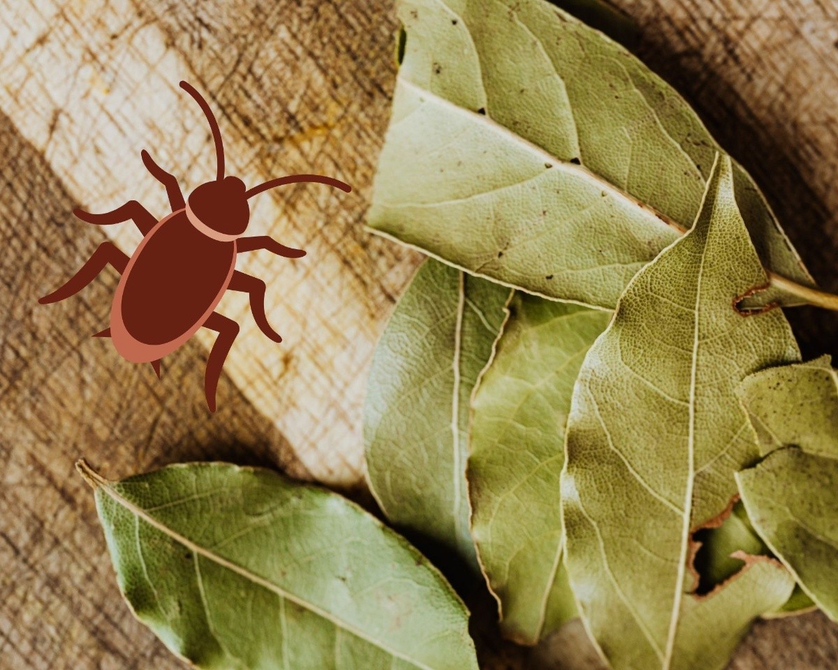 Cómo utilizar el laurel para alejar a las cucarachas de tu casa Mundo