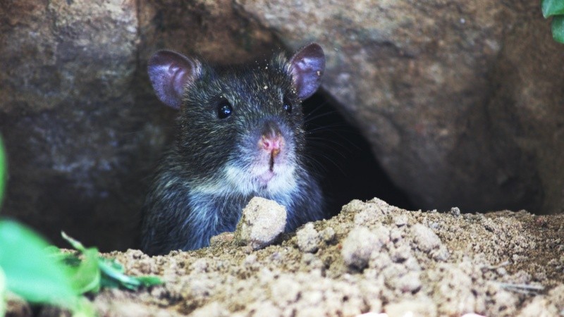 Las ratas son roedores que proliferan en ciertas zonas. Pexels.  