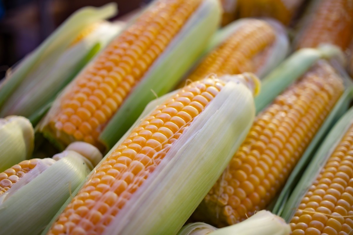 disfruta-de-una-ensalada-de-elote-cacahuazintle-y-frijol-mundo-sano