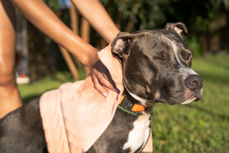 El organismo de un perro también puede verse afectado por un golpe de calor. Foto por Freepik