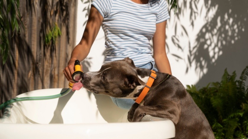 Los perros también pueden sufrir un golpe de calor.(Foto por Freepik)