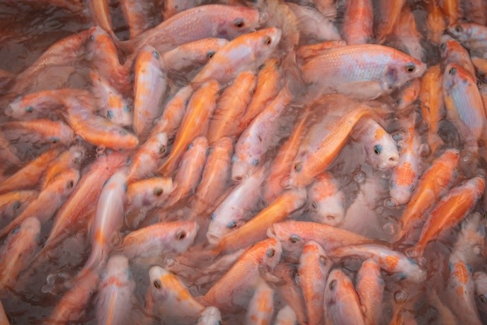 Hispana pierde sus brazos y piernas tras comer pescado