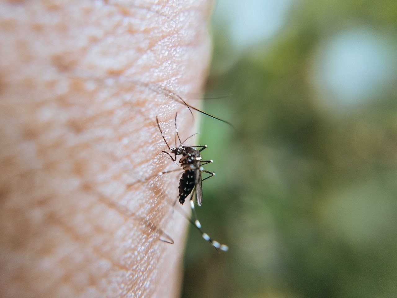 ¿por Qué Los Mosquitos Pican Más A Unas Personas Que A Otras Mundo Sano Noticias Eemk 4948